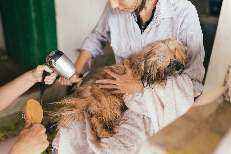 🐾 How Bath Time Helps You Bond With Your Dog