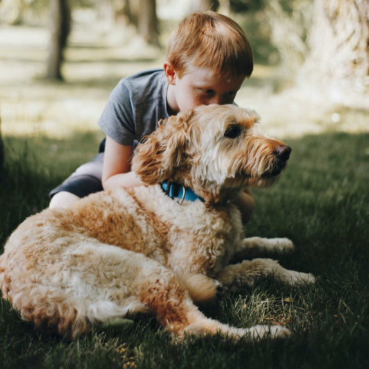 The Best Dog Shampoo: What to Look For (and Why LovedPack Leads the Pack