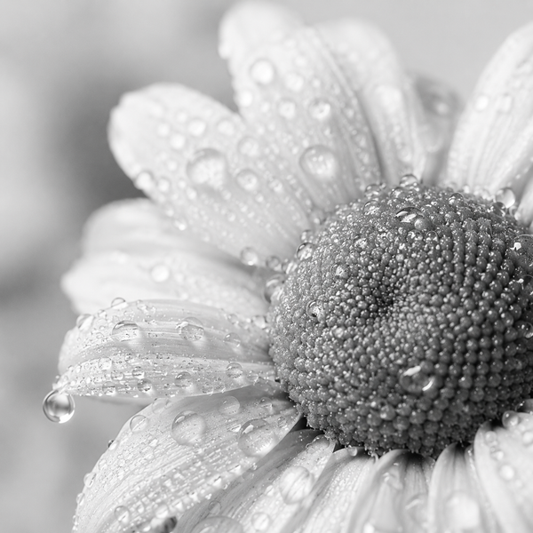 Chamomile Extract